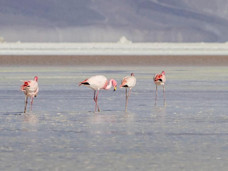 Ibis Budget Calama Eksteriør bilde